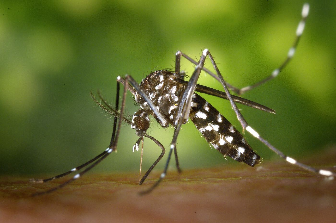 Mosquito tigre (Aedes albopictus) picando sobre la piel
